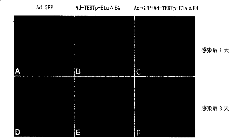 Method for replicating adenovirus by way of selection and mutual compensation