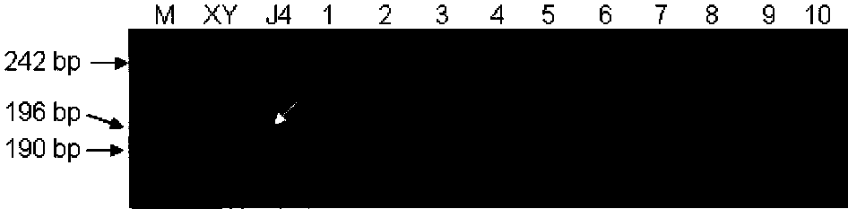 Molecular marker tightly interlocked with major gene locus of wheat spikelet number as well as obtaining method and application of molecular marker