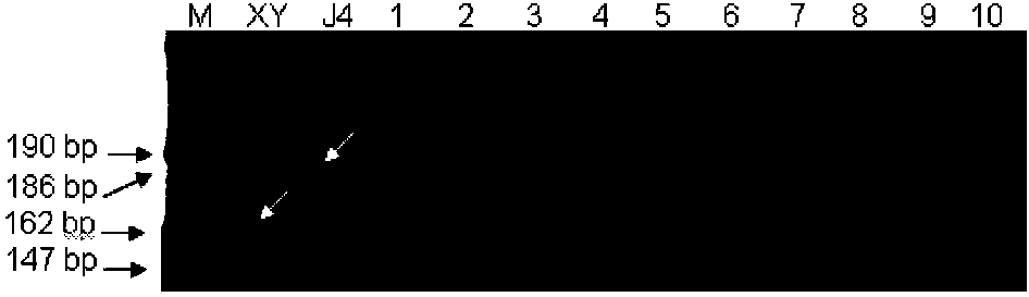 Molecular marker tightly interlocked with major gene locus of wheat spikelet number as well as obtaining method and application of molecular marker