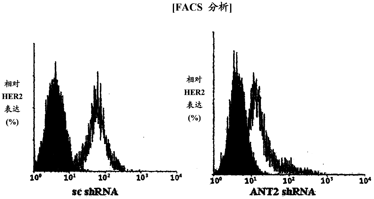 Method for treating breast cancer by decreasing the expression of adenine nucleotide translocator 2 mRNA