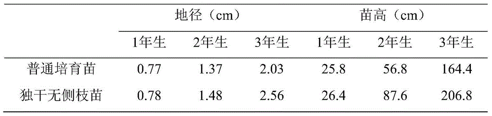 The method of cultivating ginkgo fine-quality tree shape based on layered budding and high branch replacement