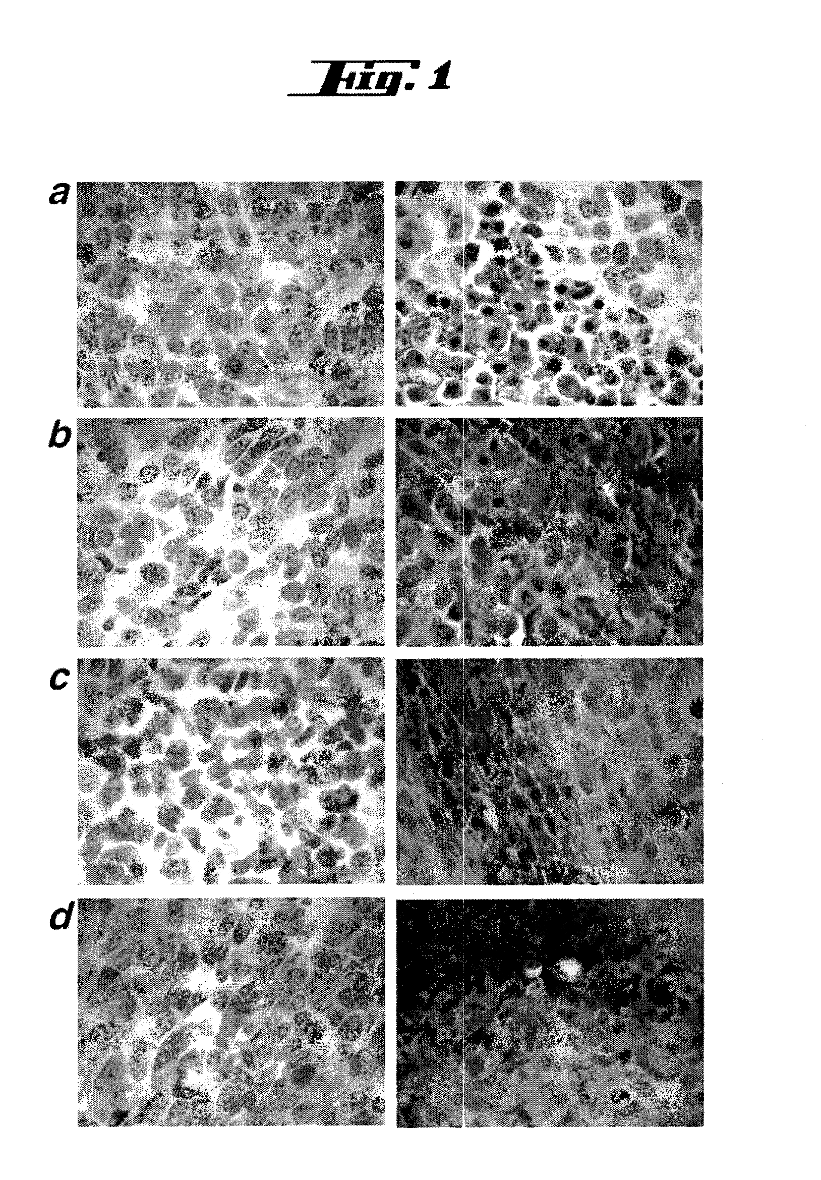 Non-pathogenic and/or attenuated bacteria capable of inducing apoptosis in macrophages, process of manufacturing and uses thereof