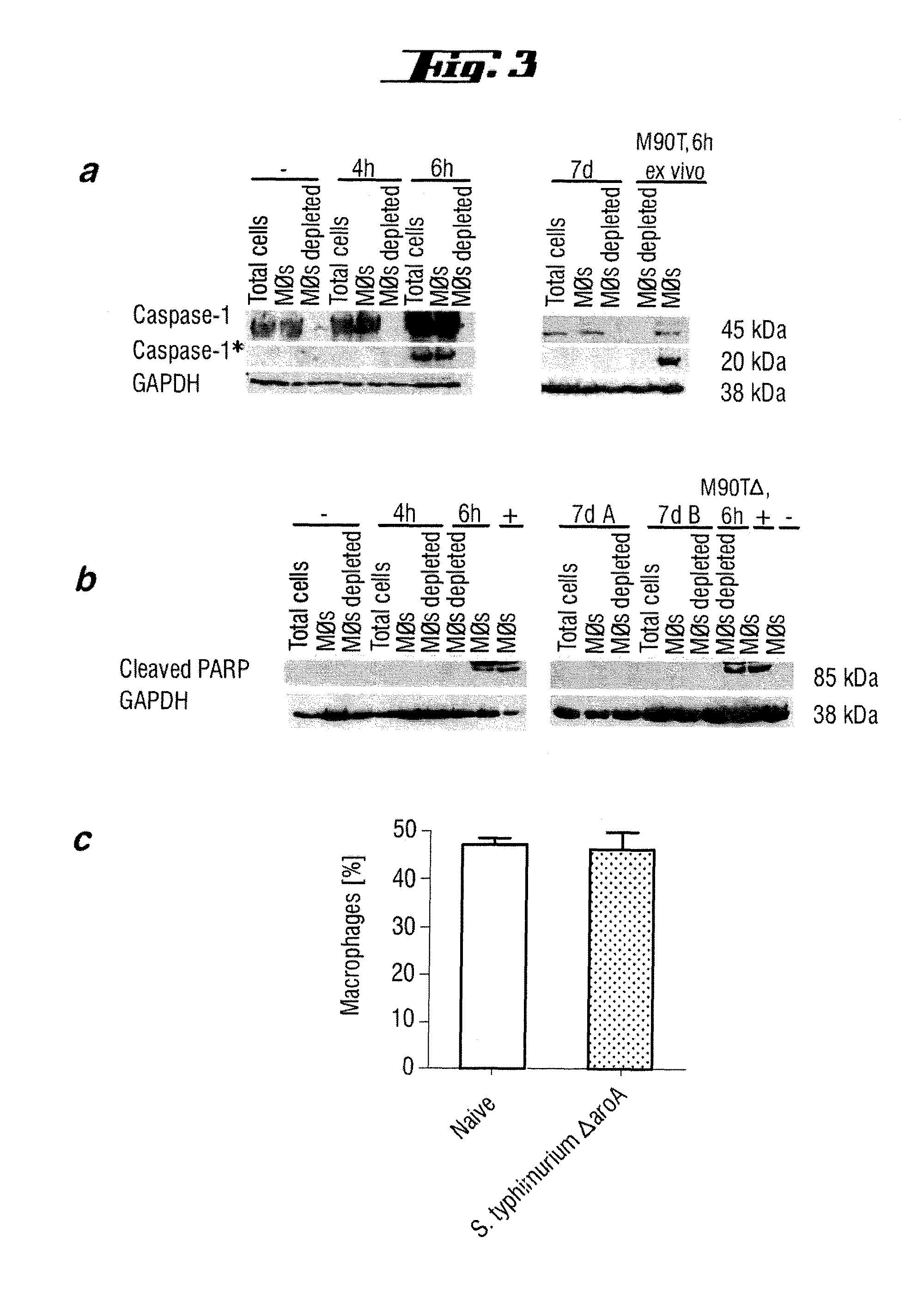 Non-pathogenic and/or attenuated bacteria capable of inducing apoptosis in macrophages, process of manufacturing and uses thereof