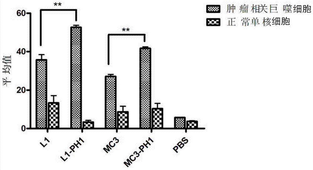 Medicine conveying system formed by ligand polypeptide PH1 and application thereof