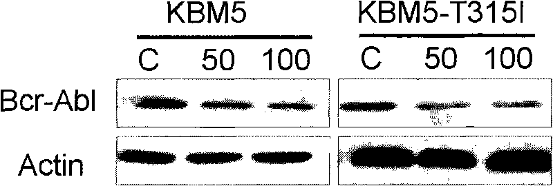 Triptolide derivative, and preparation method and application thereof