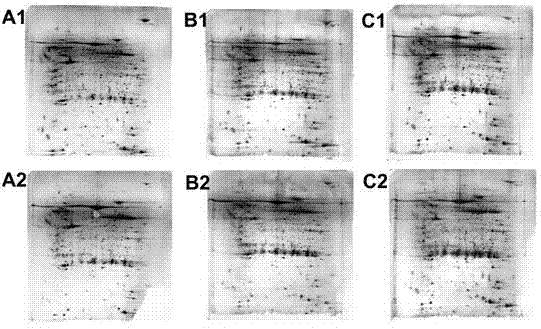 Method for screening candidate genes related to litter size of sow by using proteomics technology