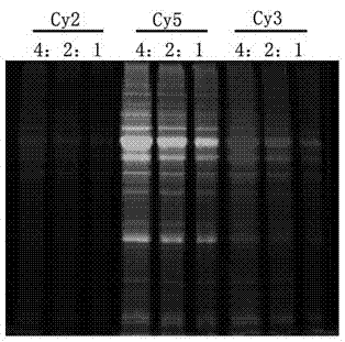 Method for screening candidate genes related to litter size of sow by using proteomics technology