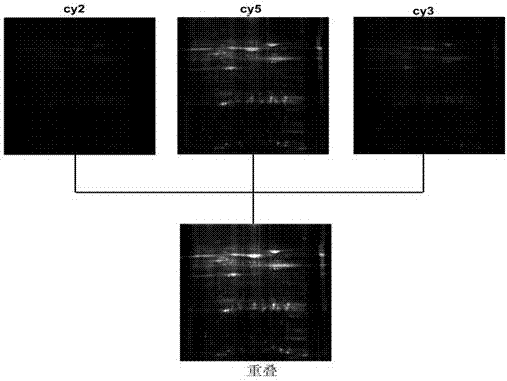 Method for screening candidate genes related to litter size of sow by using proteomics technology