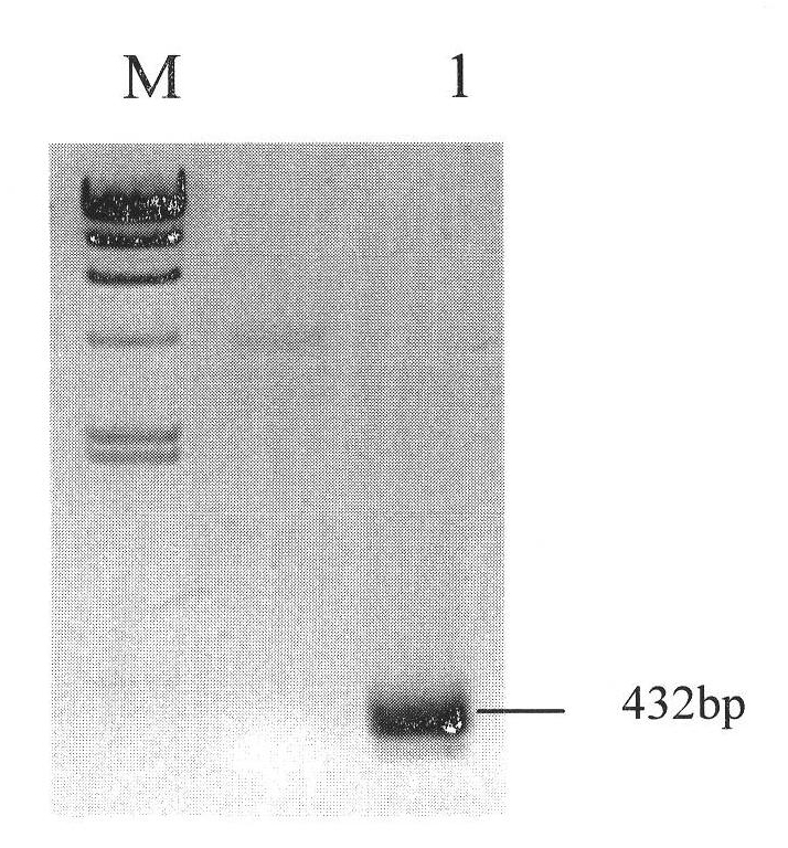 Low molecular weight peptide of shark cartilage angiogenesis inhibiting factor, production purifying method and application thereof