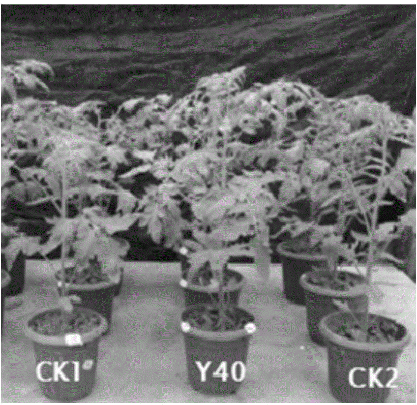 Acinetobacter phosphate solubilizing growth-promotion bacterial strain Y40 and application thereof