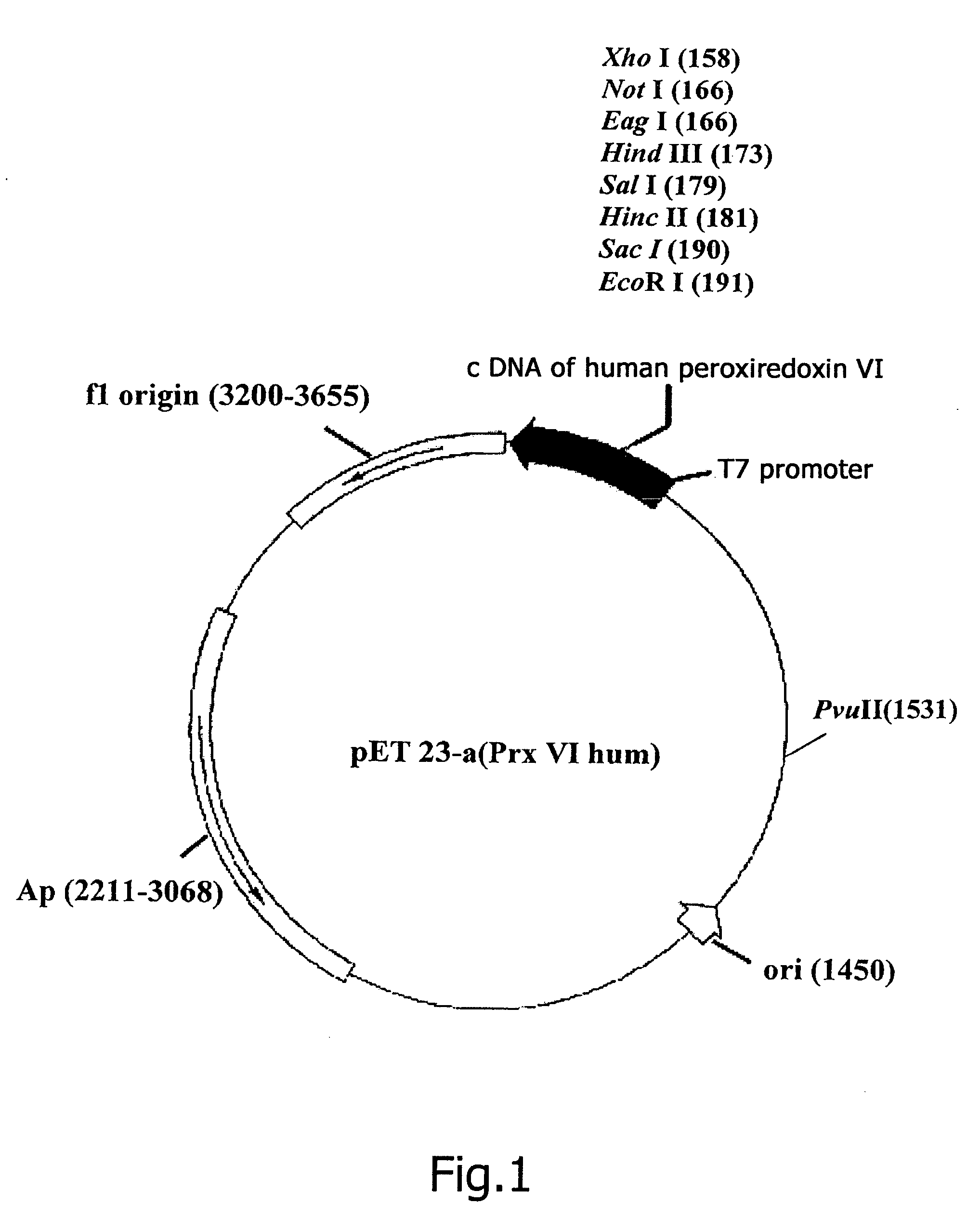 Antioxidant pharmaceutical compound, method for producing polypeptide and method of cure