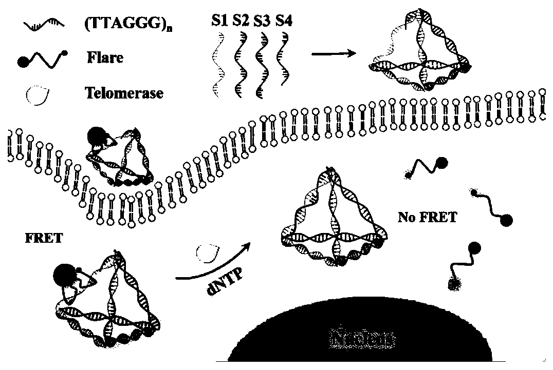 Telomerase activity detecting method based on fluorescence resonance energy transfer (FRET)