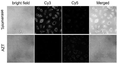 Telomerase activity detecting method based on fluorescence resonance energy transfer (FRET)