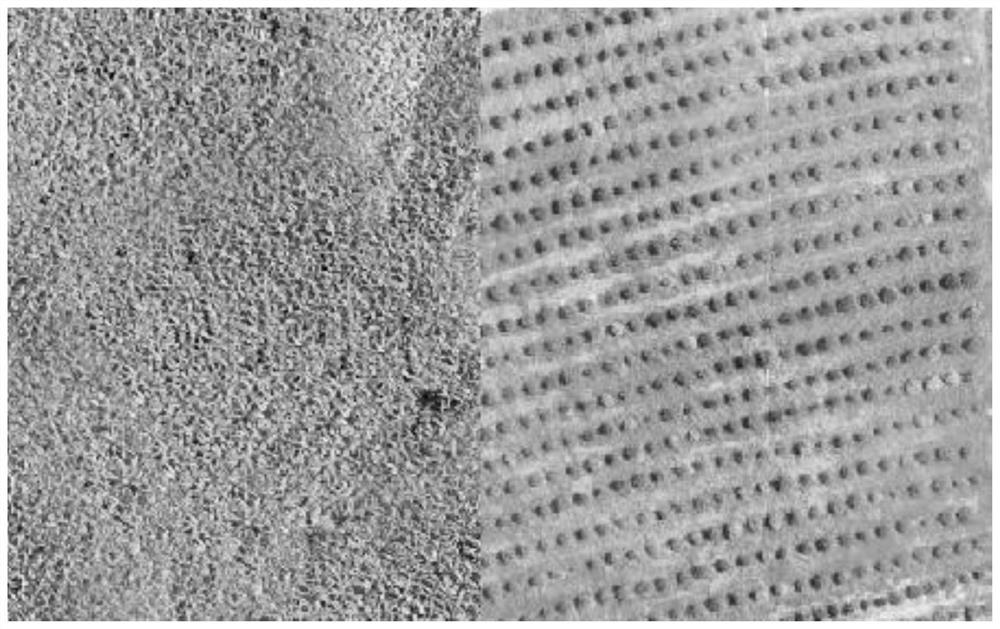 Crop yield estimation method and device