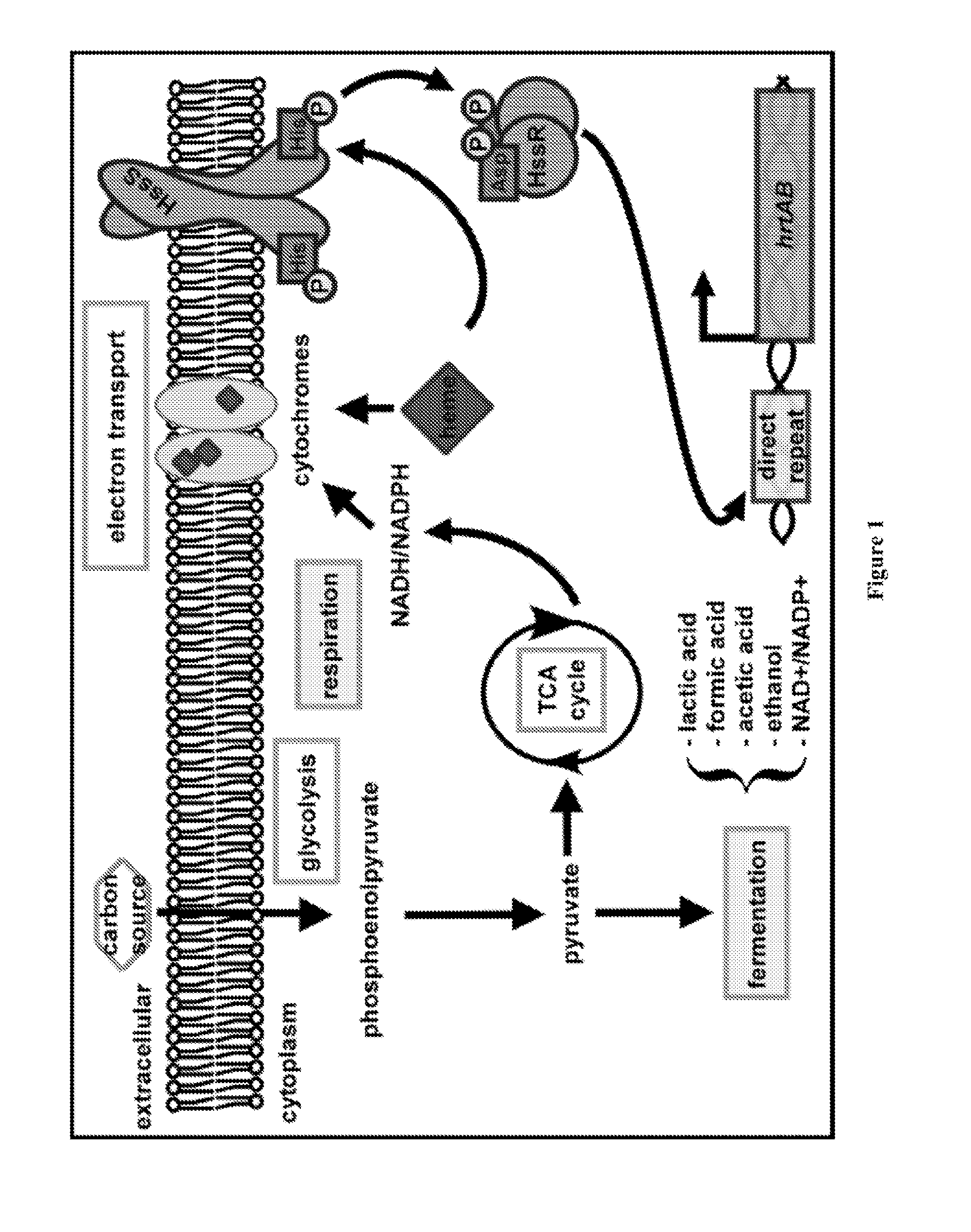 Compositions and methods for treating microbial infections