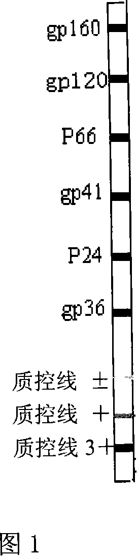 Human immunodeficiency virus antibody confirmations reagent