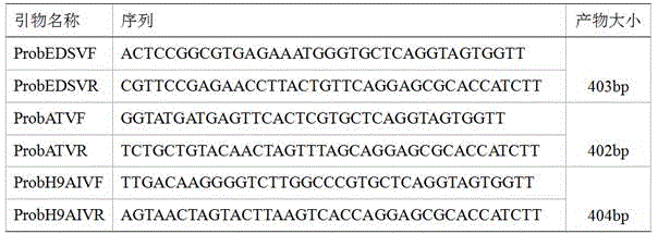 Egg drop important virus loop-mediated multiplex PCR (polymerase chain reaction) quick detection primers