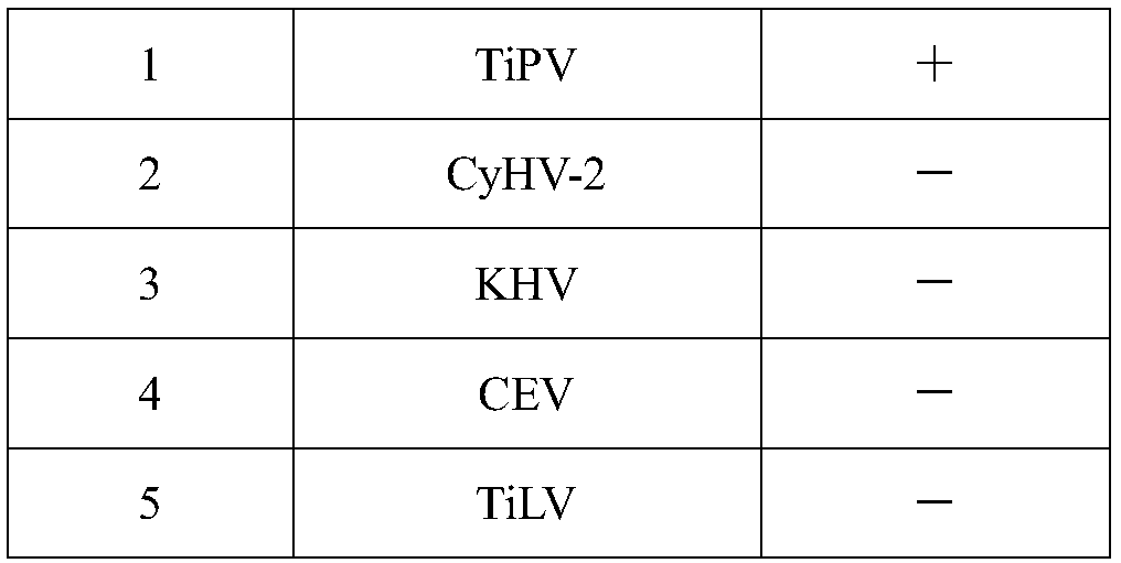 TiPV and PCR detection primer for tilapia parvovirus and application