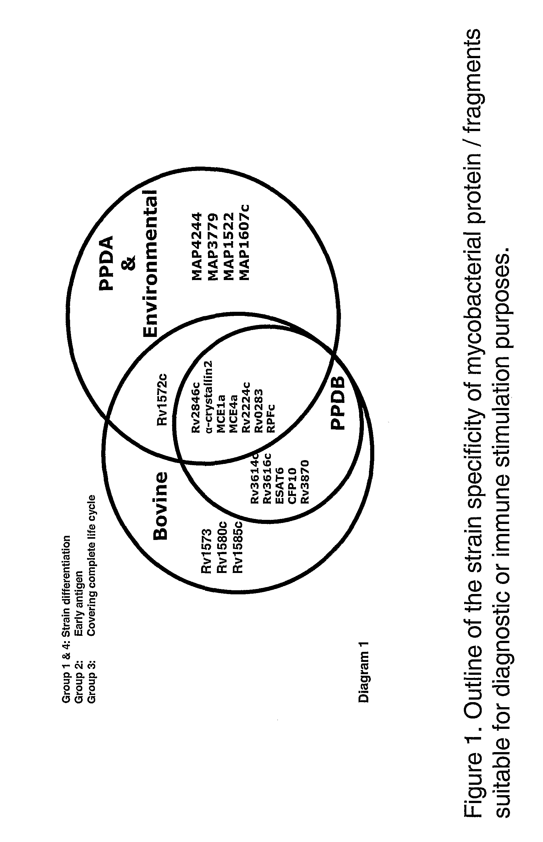 Assays for diagnosis of tuberculosis and uses thereof