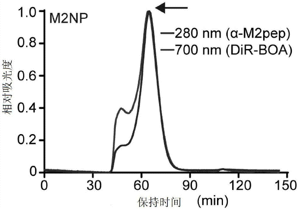 Double-target polypeptide of tumor-associated macrophage, nano particle, preparation and application