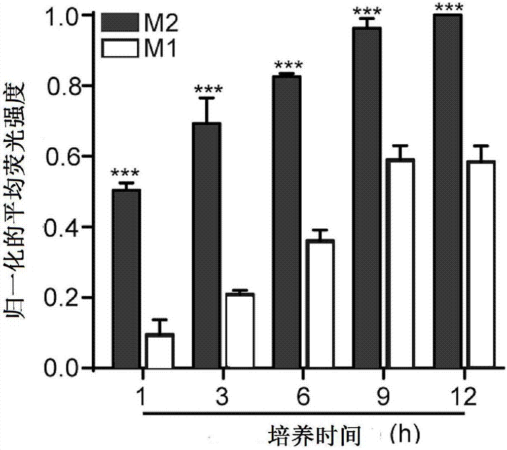 Double-target polypeptide of tumor-associated macrophage, nano particle, preparation and application