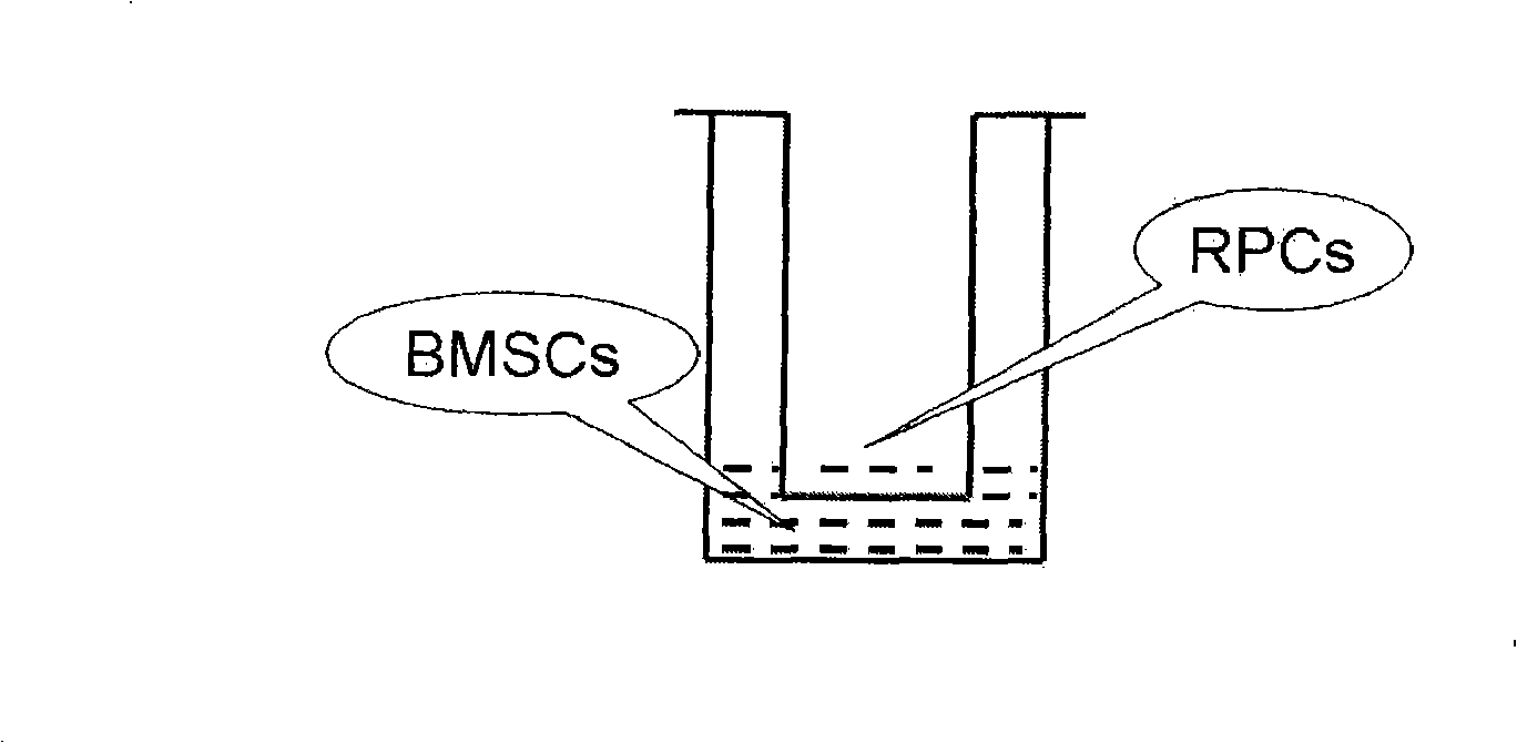 Method for preparing retina neural ganglia progenitor cells