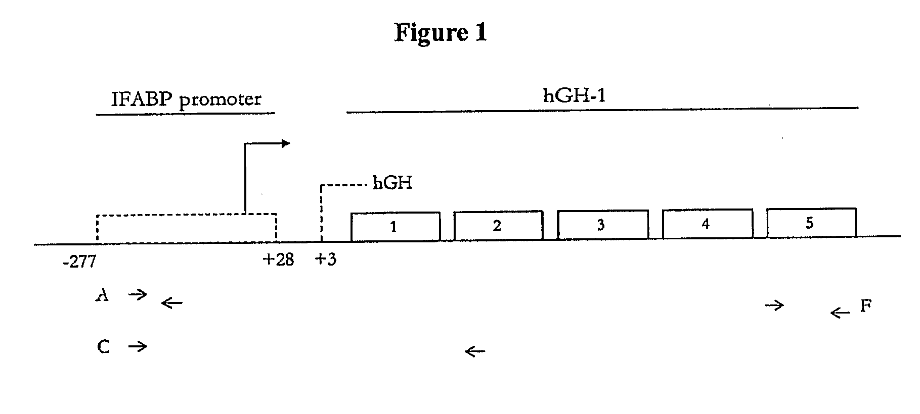 Non-Natural Amino Acid Polypeptides Having Modified Immunogenicity