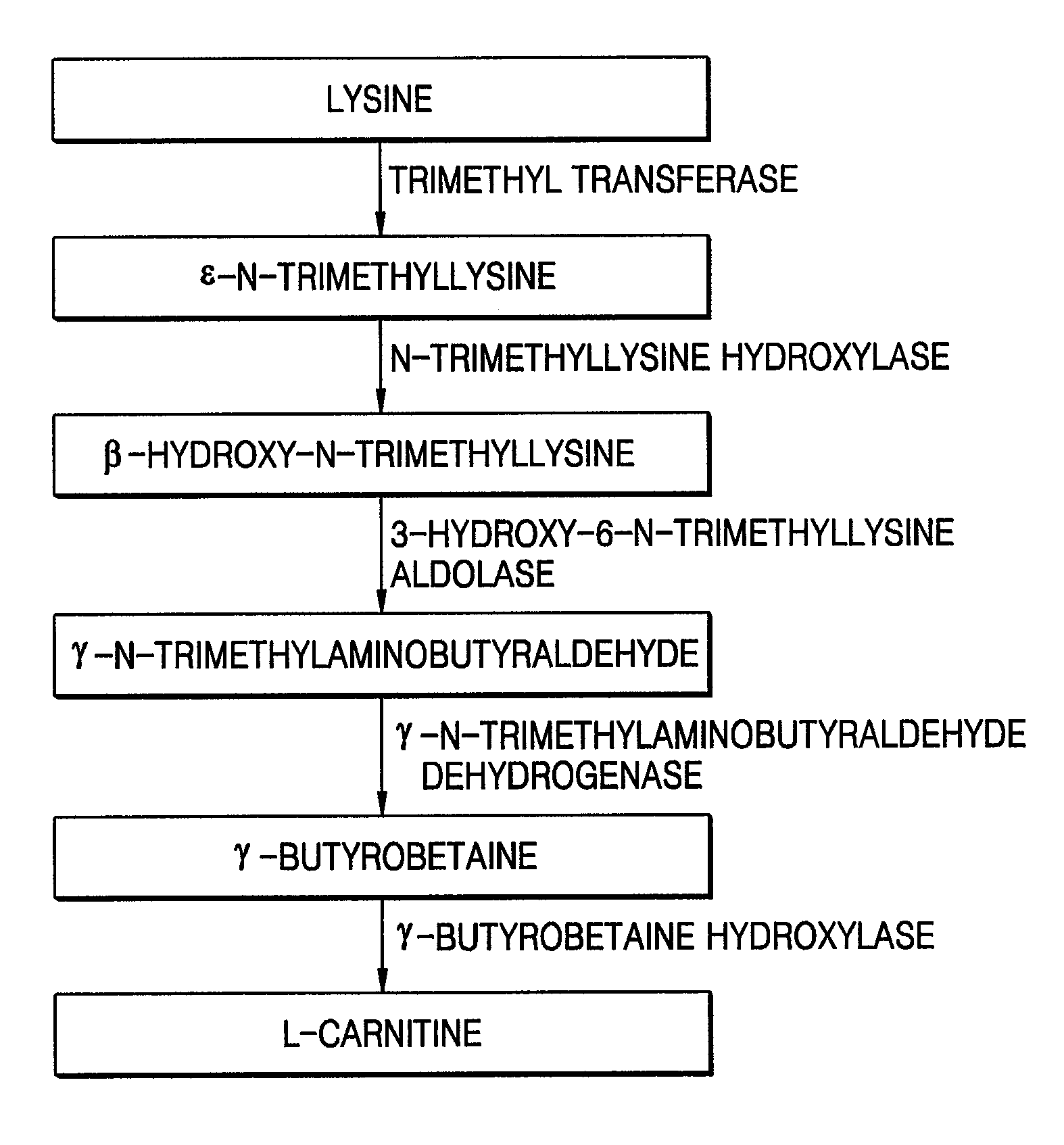 Microorganism of Enterobacteriacae genus harboring genes associated with L-carnitine biosynthesis and method of producing L-carnitine using the microorganism