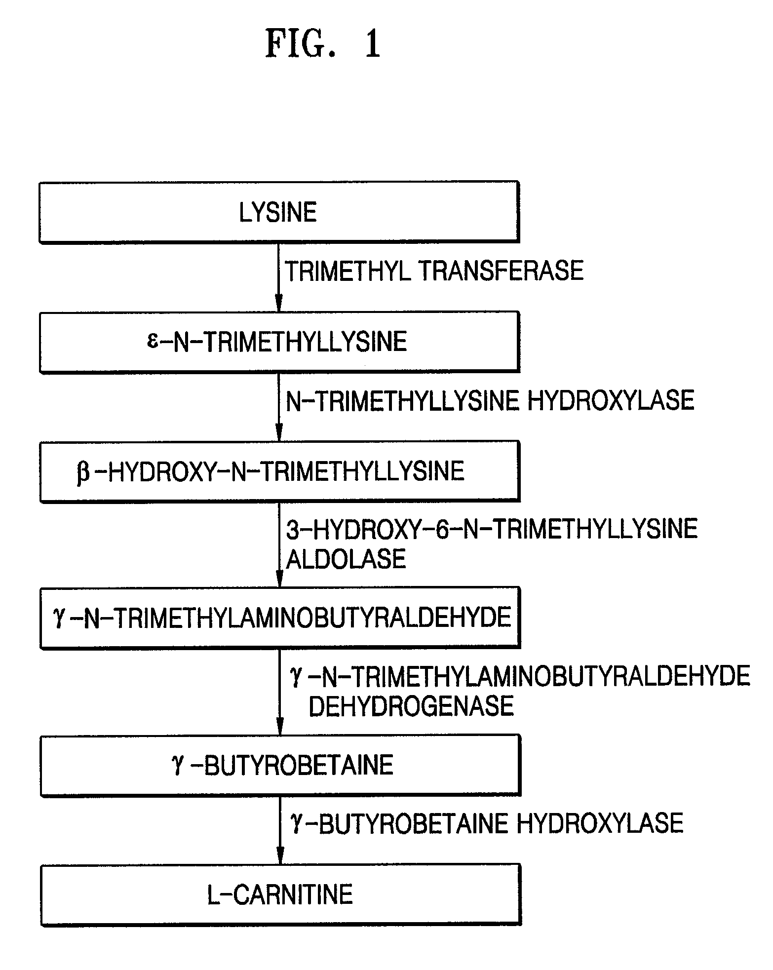 Microorganism of Enterobacteriacae genus harboring genes associated with L-carnitine biosynthesis and method of producing L-carnitine using the microorganism