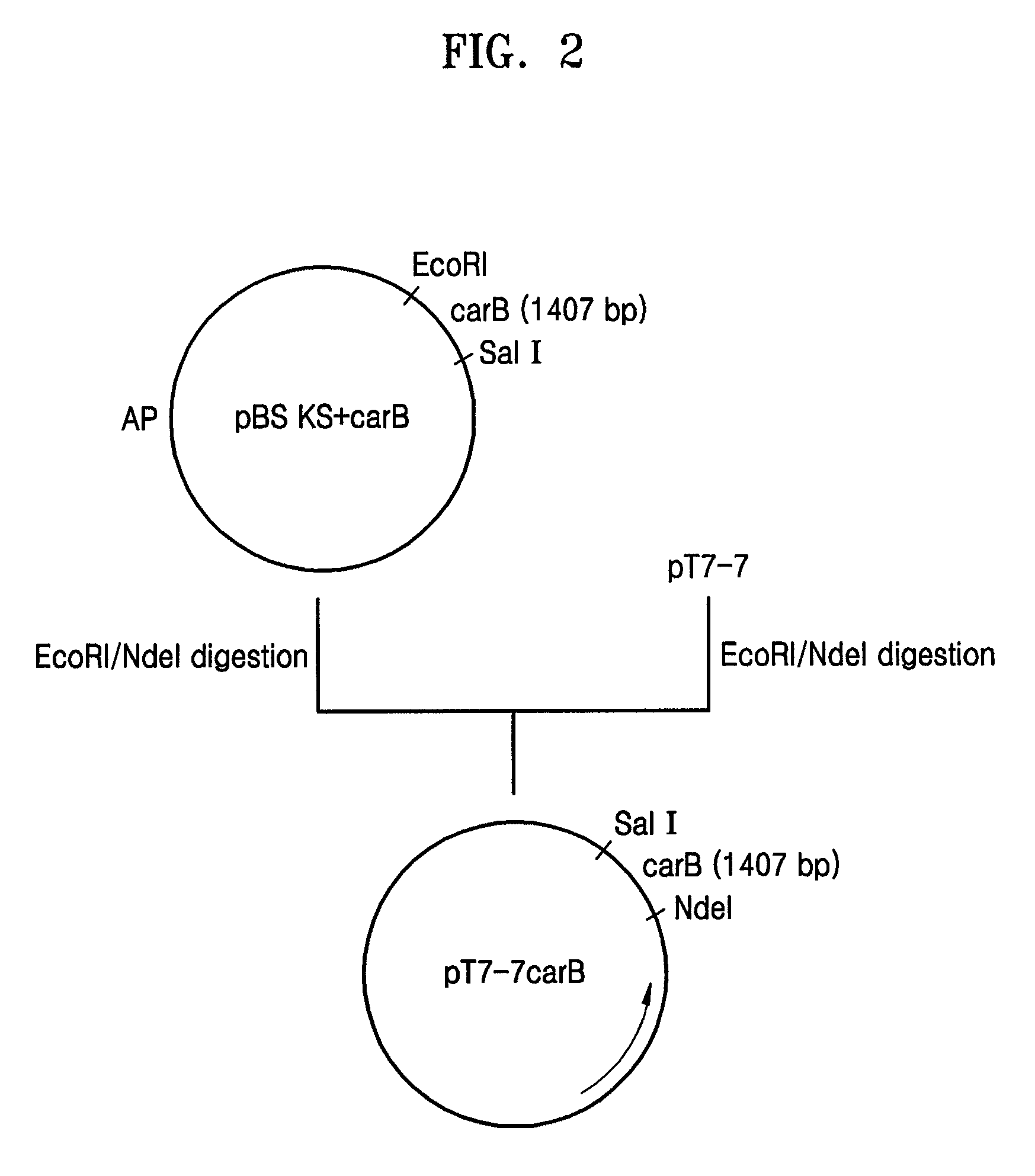 Microorganism of Enterobacteriacae genus harboring genes associated with L-carnitine biosynthesis and method of producing L-carnitine using the microorganism