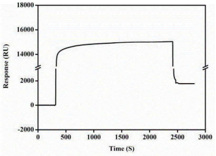 Surface plasma resonance sensor and preparation and application thereof