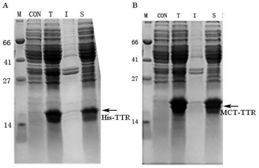 A metal-affinity fusion protein tag and its application