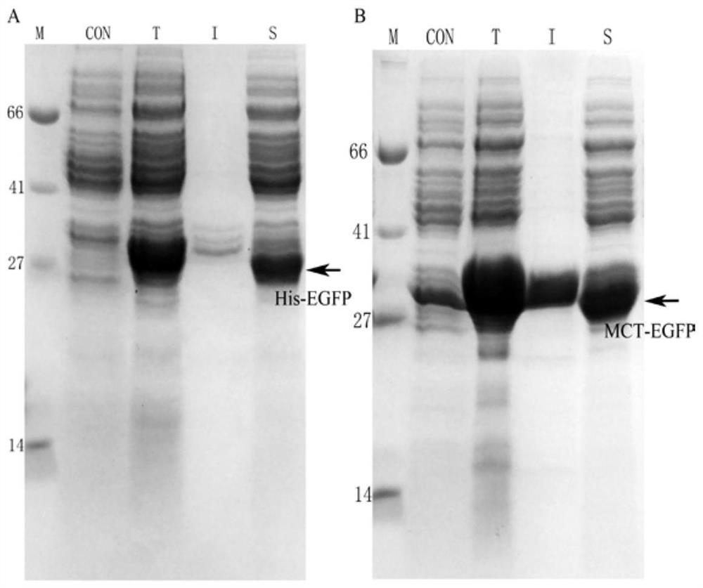 A metal-affinity fusion protein tag and its application