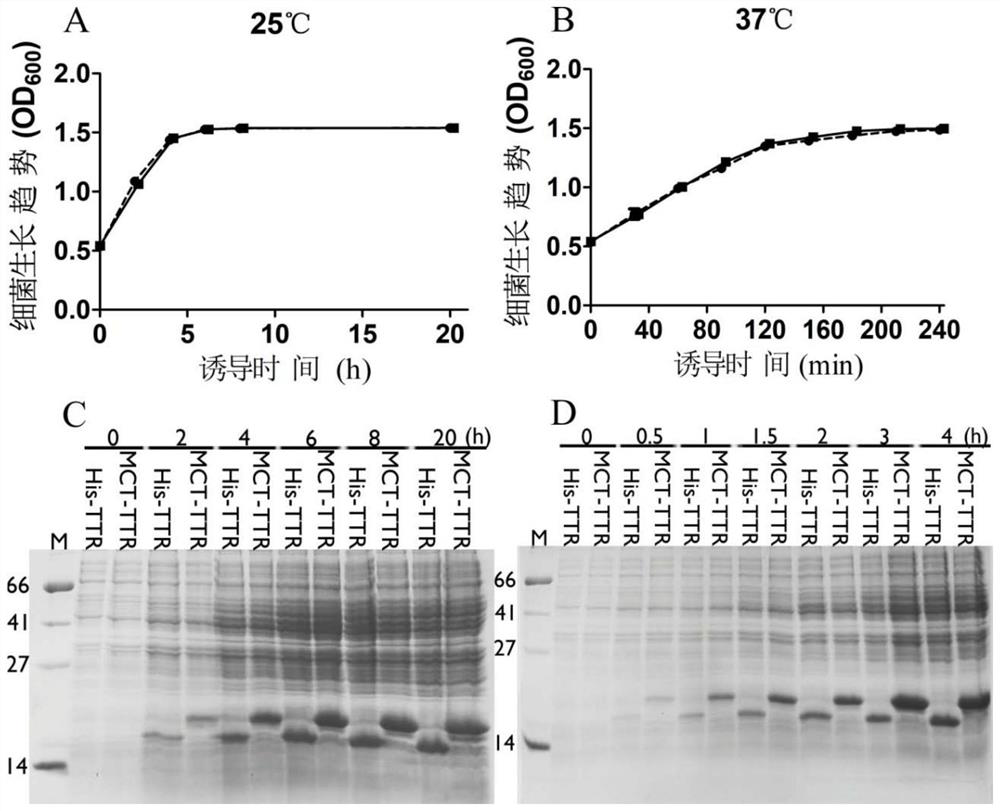 A metal-affinity fusion protein tag and its application