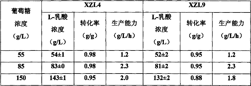 Bacillus coagulans used to preparing L-lactic acid and application method thereof