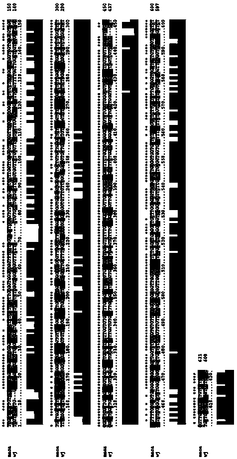 ITS (Internal Transcribed Spacer) sequence and method for identifying certified lepidium meyenii walp and counterfeit lepidium meyenii walp as well as doped lepidium meyenii walp