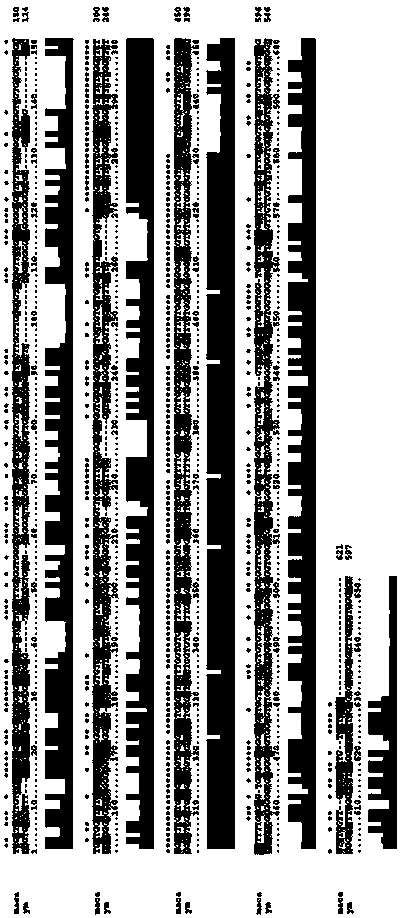 ITS (Internal Transcribed Spacer) sequence and method for identifying certified lepidium meyenii walp and counterfeit lepidium meyenii walp as well as doped lepidium meyenii walp