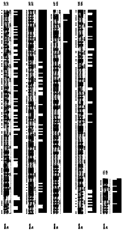 ITS (Internal Transcribed Spacer) sequence and method for identifying certified lepidium meyenii walp and counterfeit lepidium meyenii walp as well as doped lepidium meyenii walp