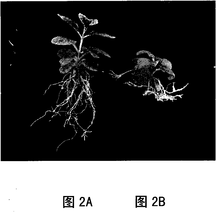 Method for reducing aerial root of tissue culture seedling of hydrangea