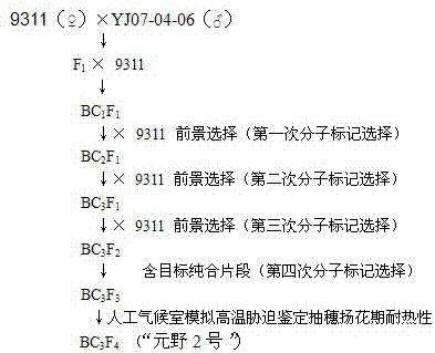 Molecular seed breeding method by using single-fragment substitution line for improving heat resistance during heading and flowering stage of paddy rice