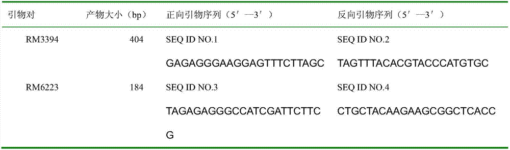 Molecular seed breeding method by using single-fragment substitution line for improving heat resistance during heading and flowering stage of paddy rice