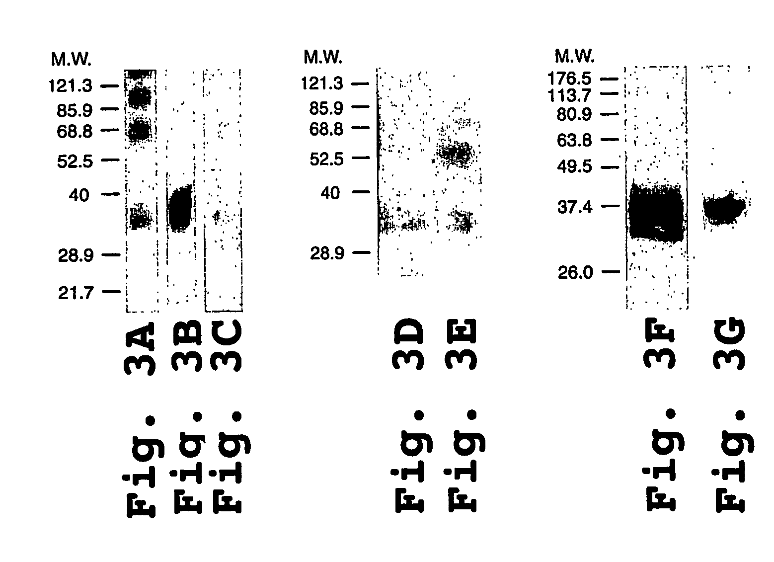 Coiled-coil fusion proteins comprising cell receptor domains