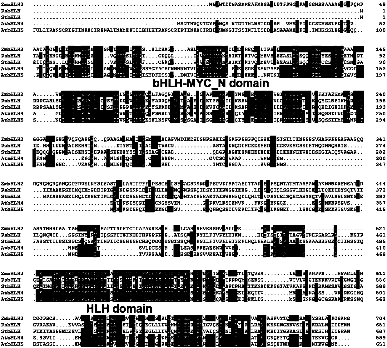 Maize transcription factor zmbhlh2 and its application