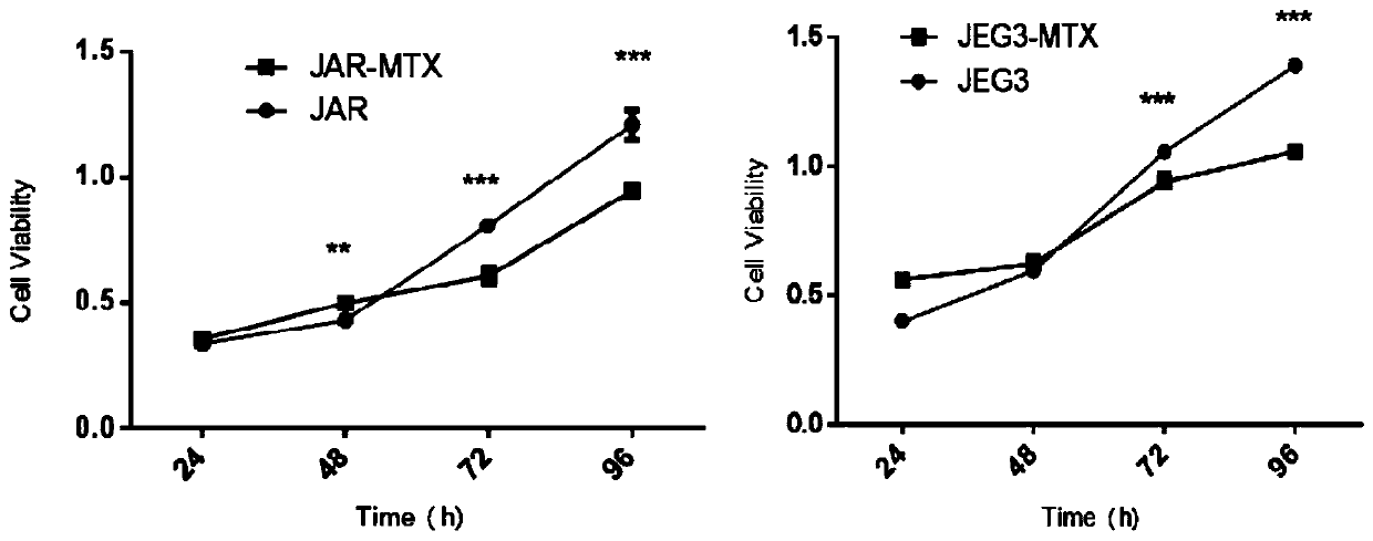 Human choriocarcinoma multidrug resistant cell lines