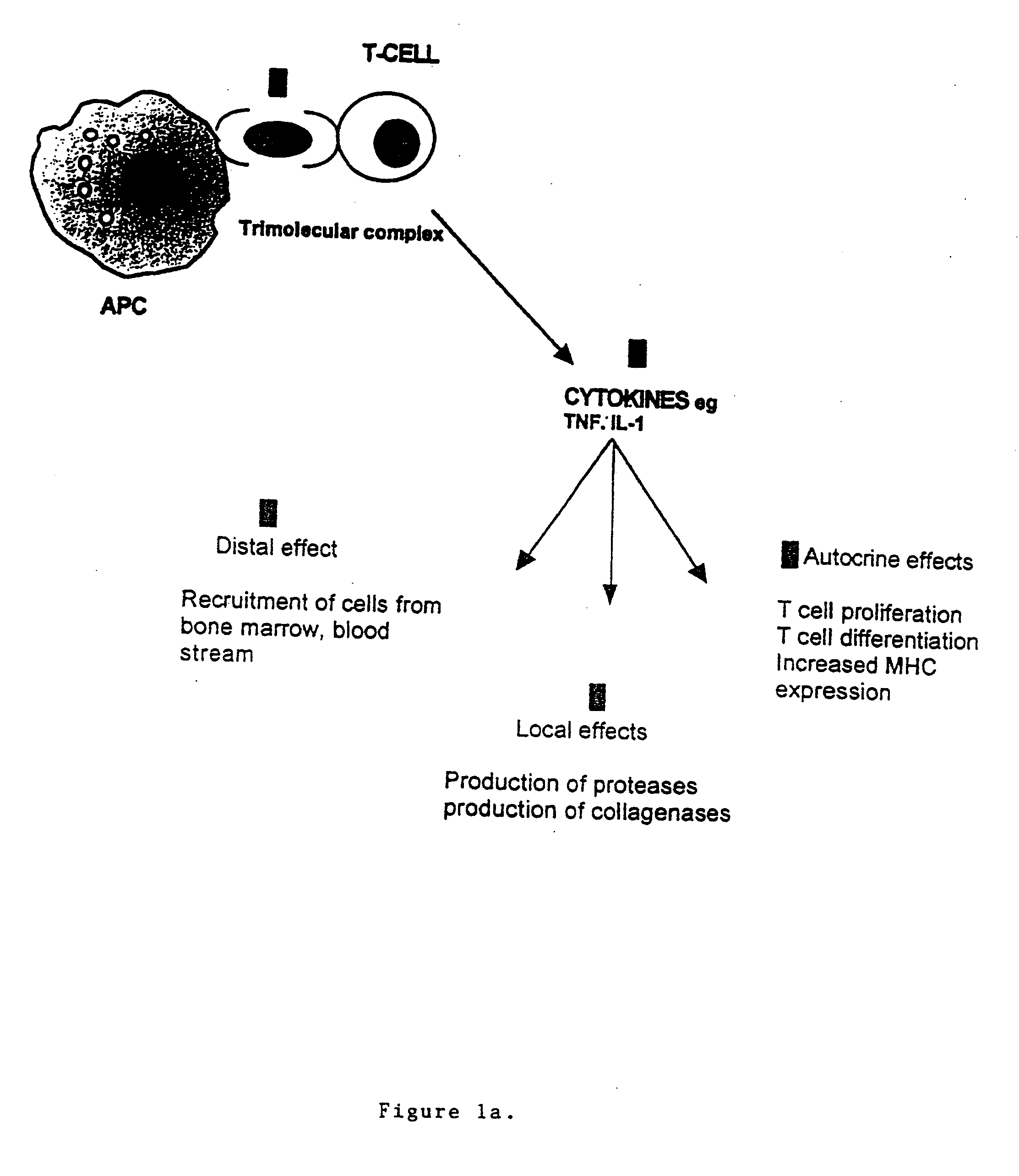 T cell antigen receptor peptides