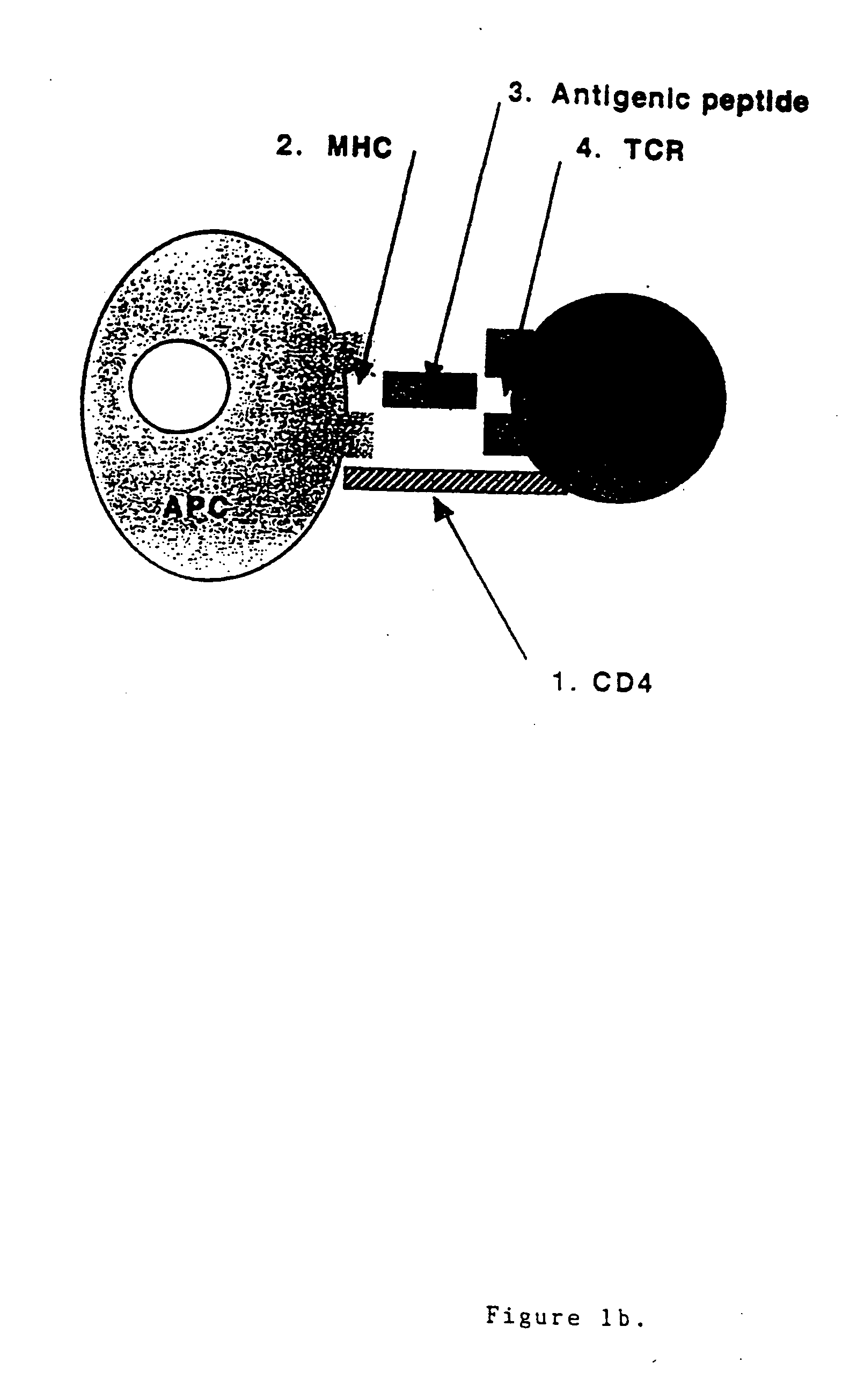 T cell antigen receptor peptides