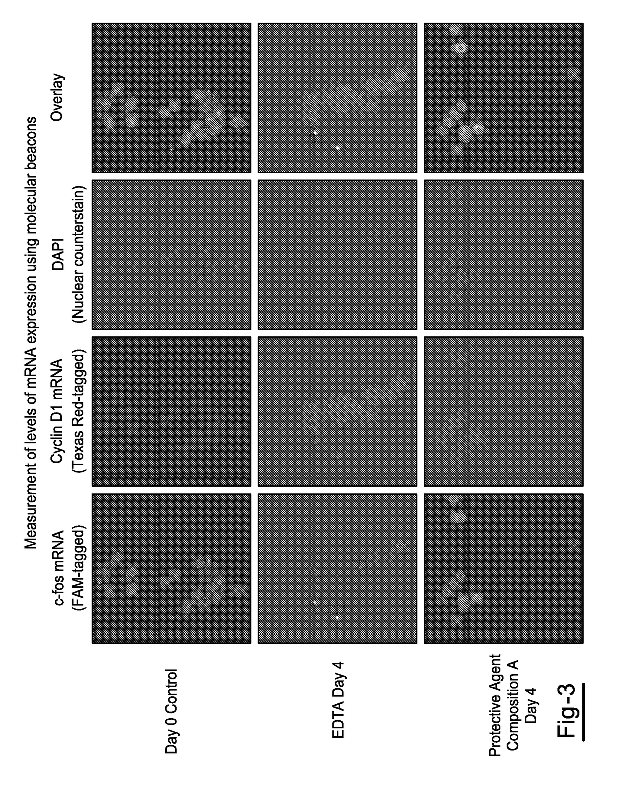 Compositions and methods for stabilizing circulating tumor cells