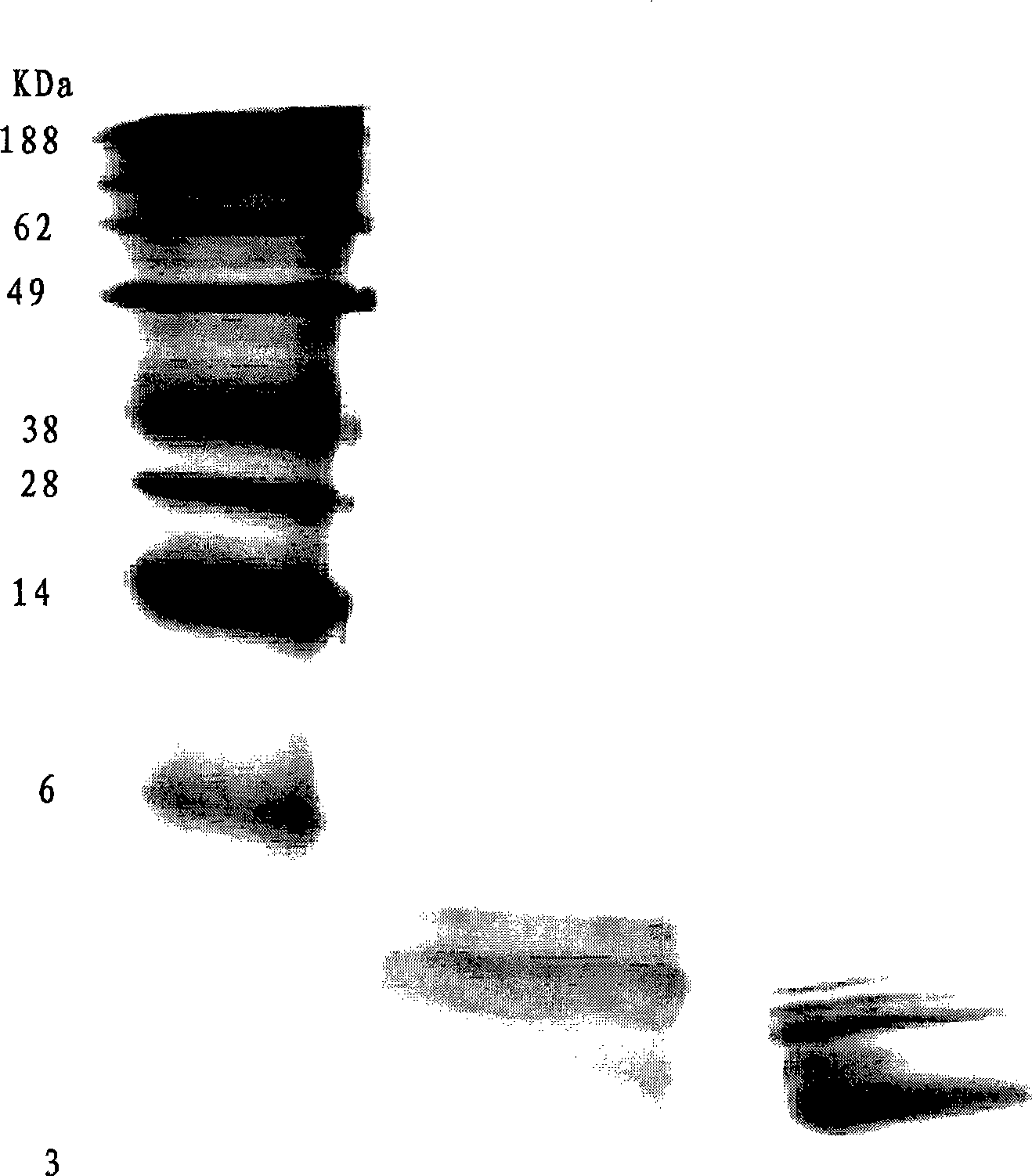 Composite for treating cancer containing oligonucleotide and nontoxic LPS