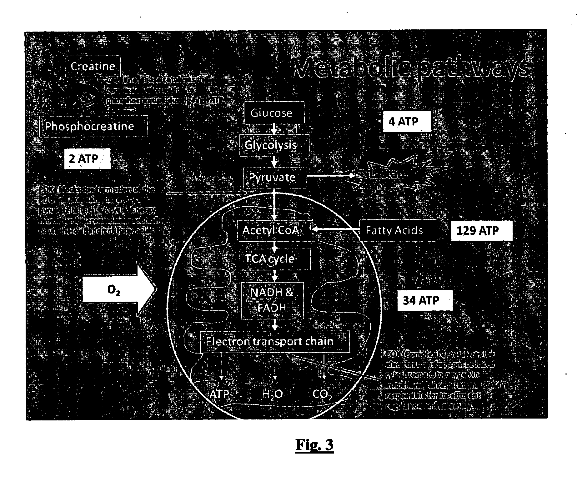 Method For Predicting Athletic Performance Potential