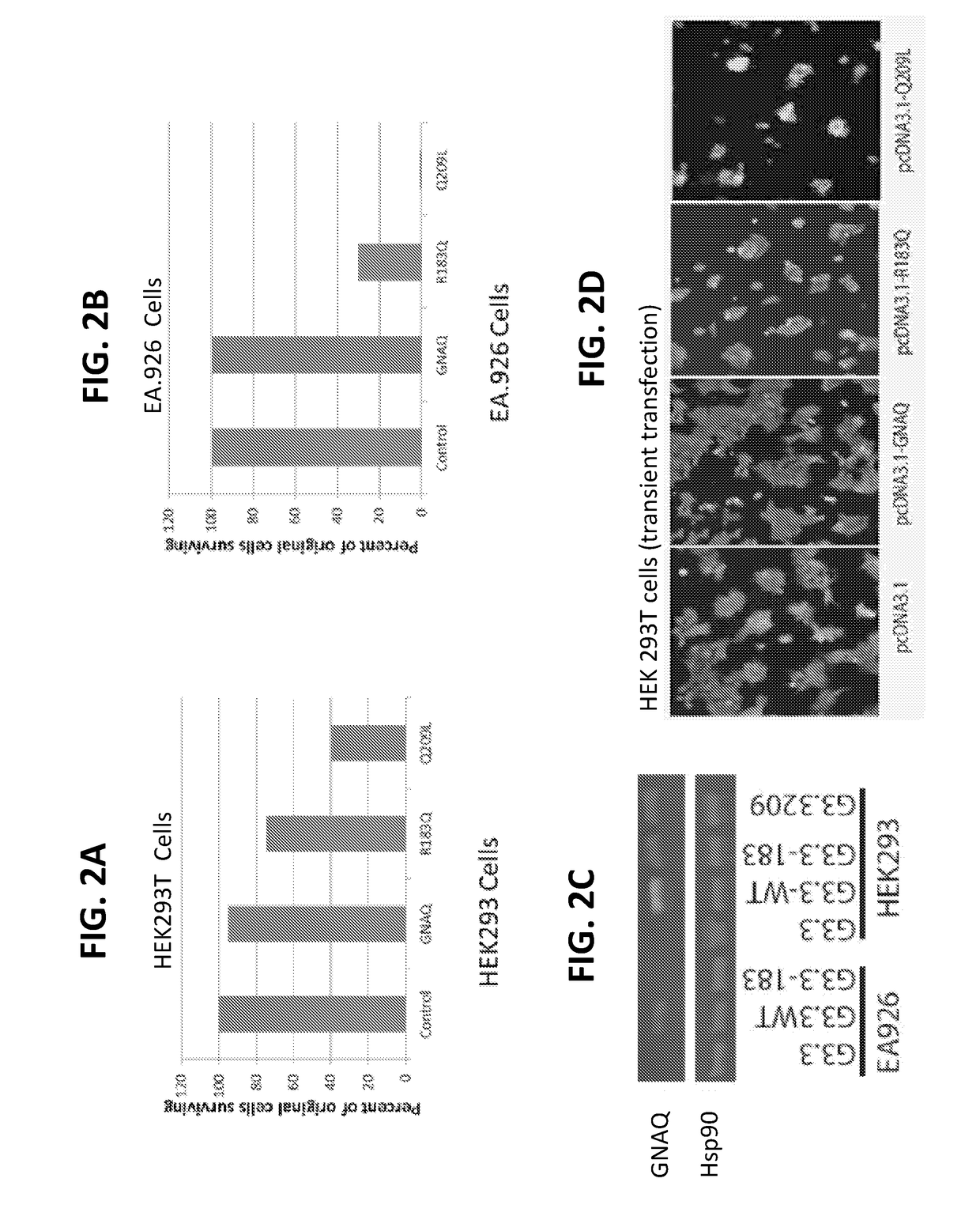 Compositions and methods for treating vascular malformation and related conditions